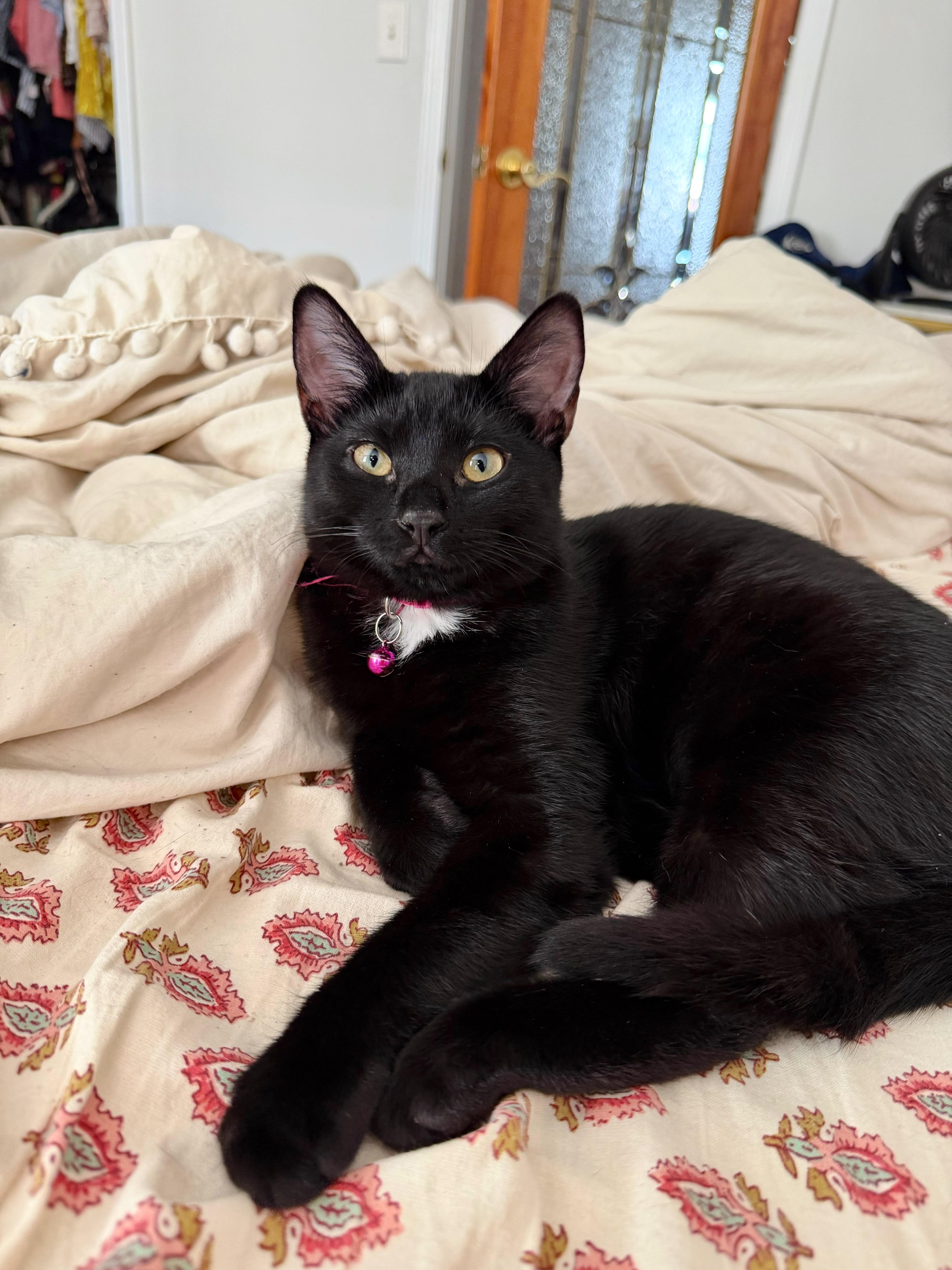 Enlarge Velvet, an adopted Domestic Short Hair in Weehawken, NJ image 2/6