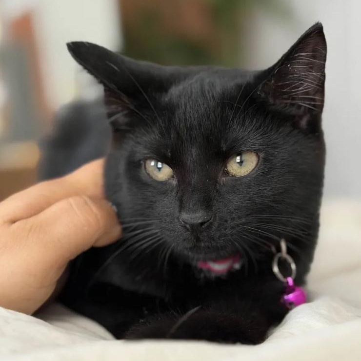 Enlarge Velvet, an adopted Domestic Short Hair in Weehawken, NJ image 5/6