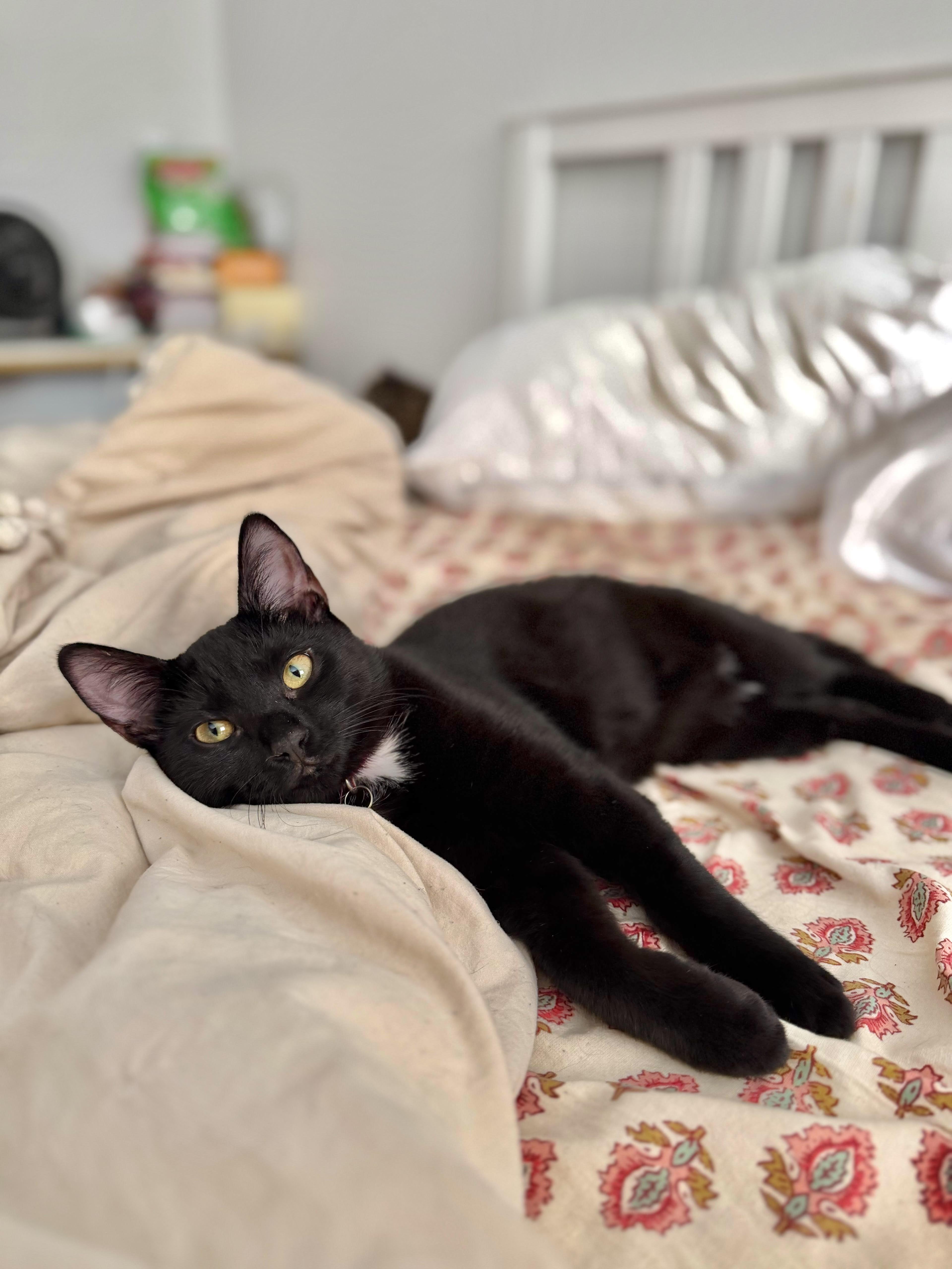 Enlarge Velvet, an adopted Domestic Short Hair in Weehawken, NJ image 6/6