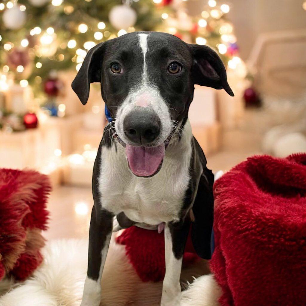 Maximus (20251223-02)