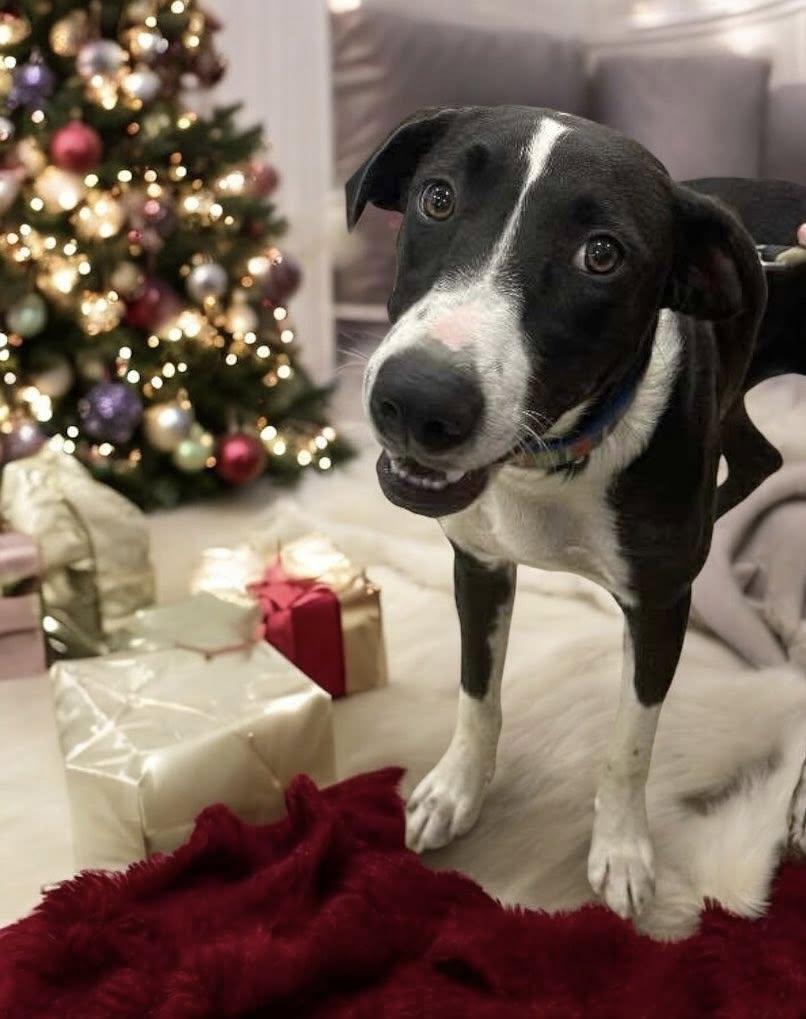 Maximus (20251223-02) — thumbnail 2