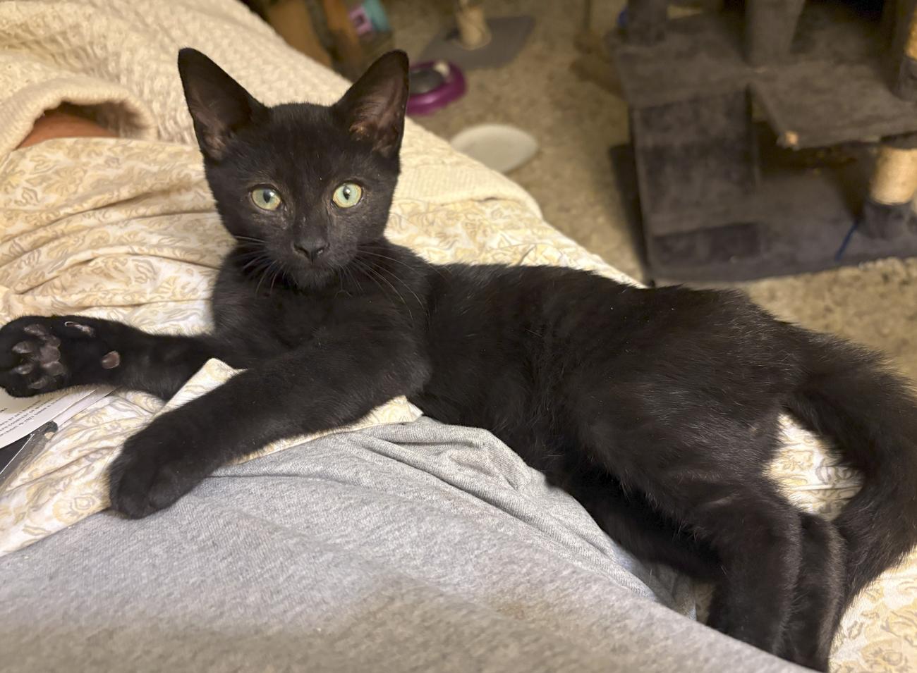 Enlarge Bear, a Adopted Domestic Short Hair in Temple, PA image 1/1