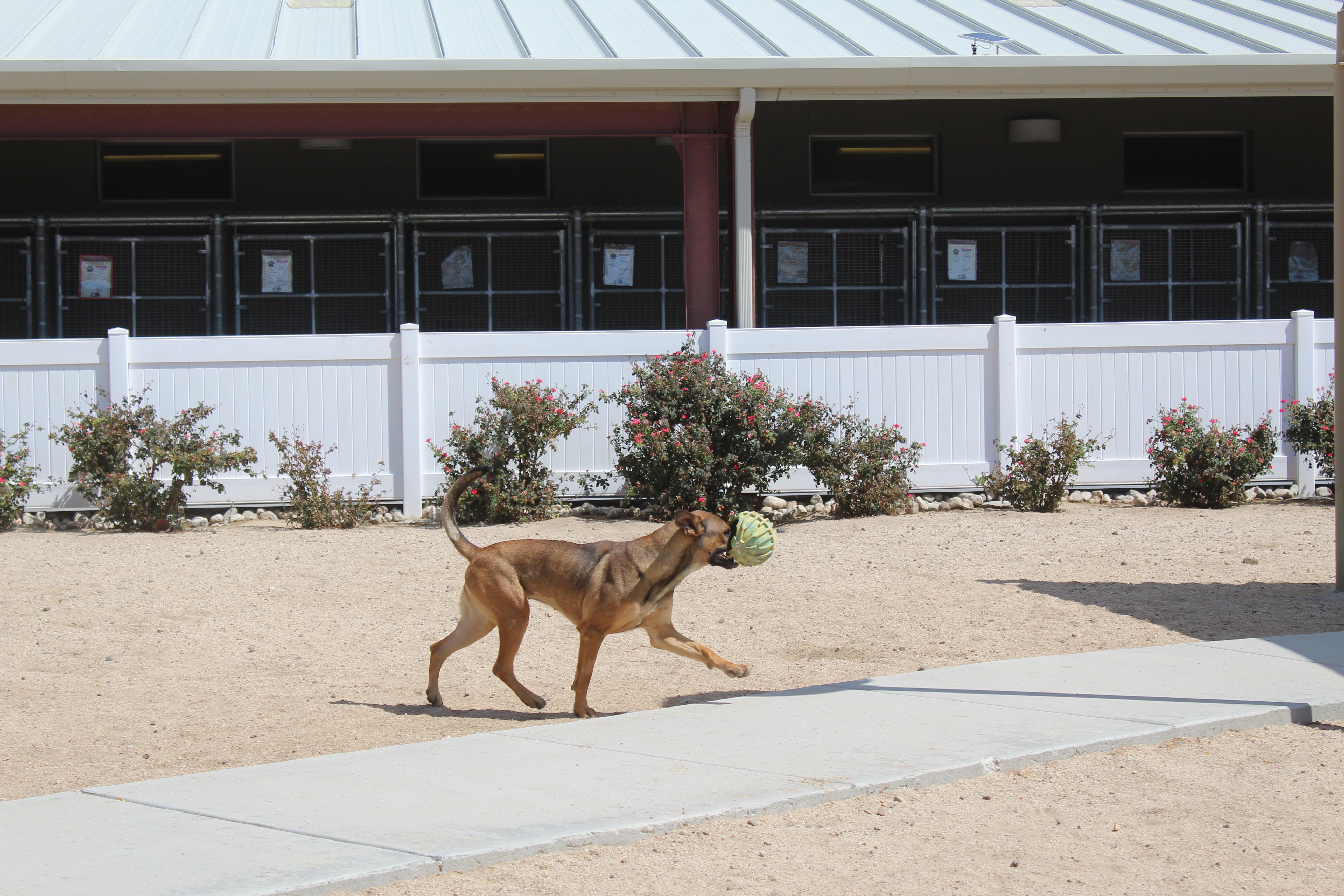 Enlarge Rory, a Adoptable mixed breed in Yucca Valley, CA image 5/6