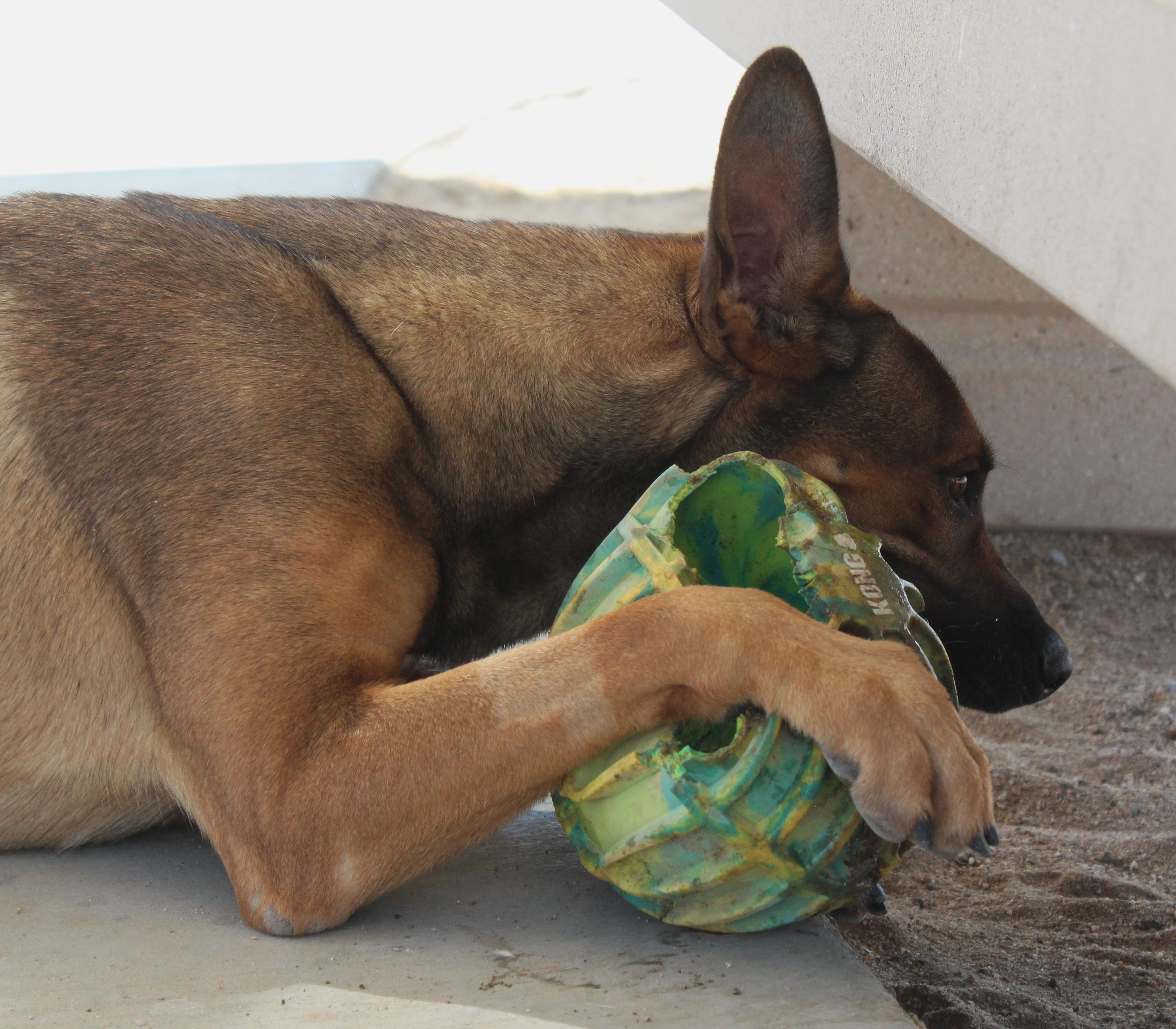 Enlarge Rory, a Adoptable mixed breed in Yucca Valley, CA image 4/6