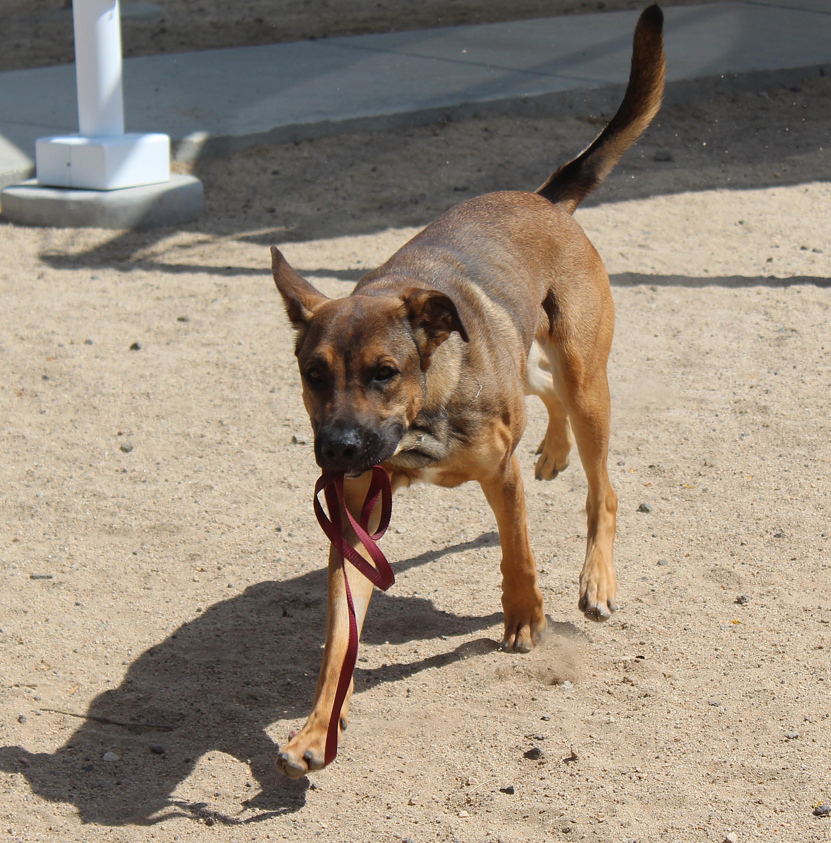 Enlarge Rory, a Adoptable mixed breed in Yucca Valley, CA image 6/6