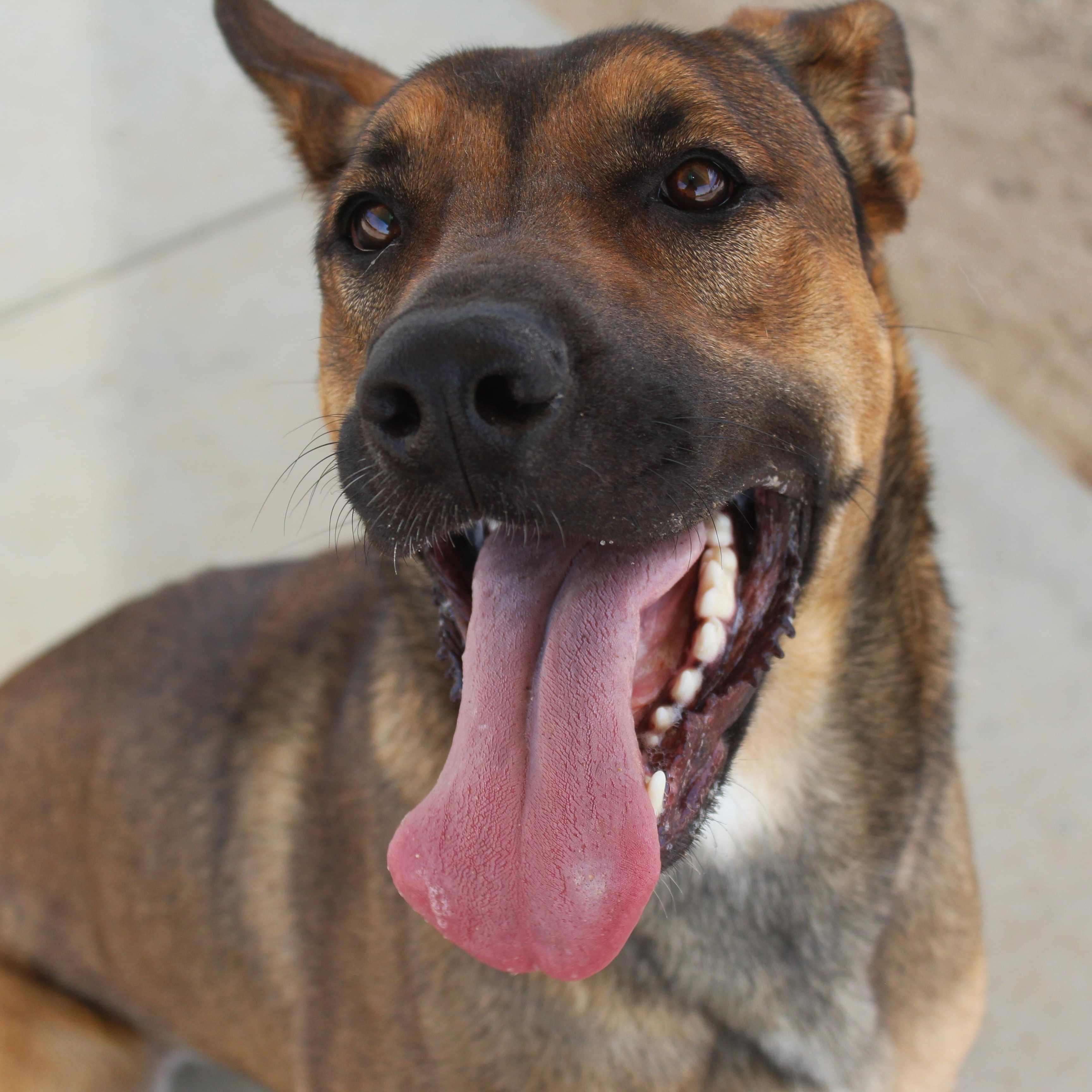 Enlarge Rory, a Adoptable mixed breed in Yucca Valley, CA image 1/6