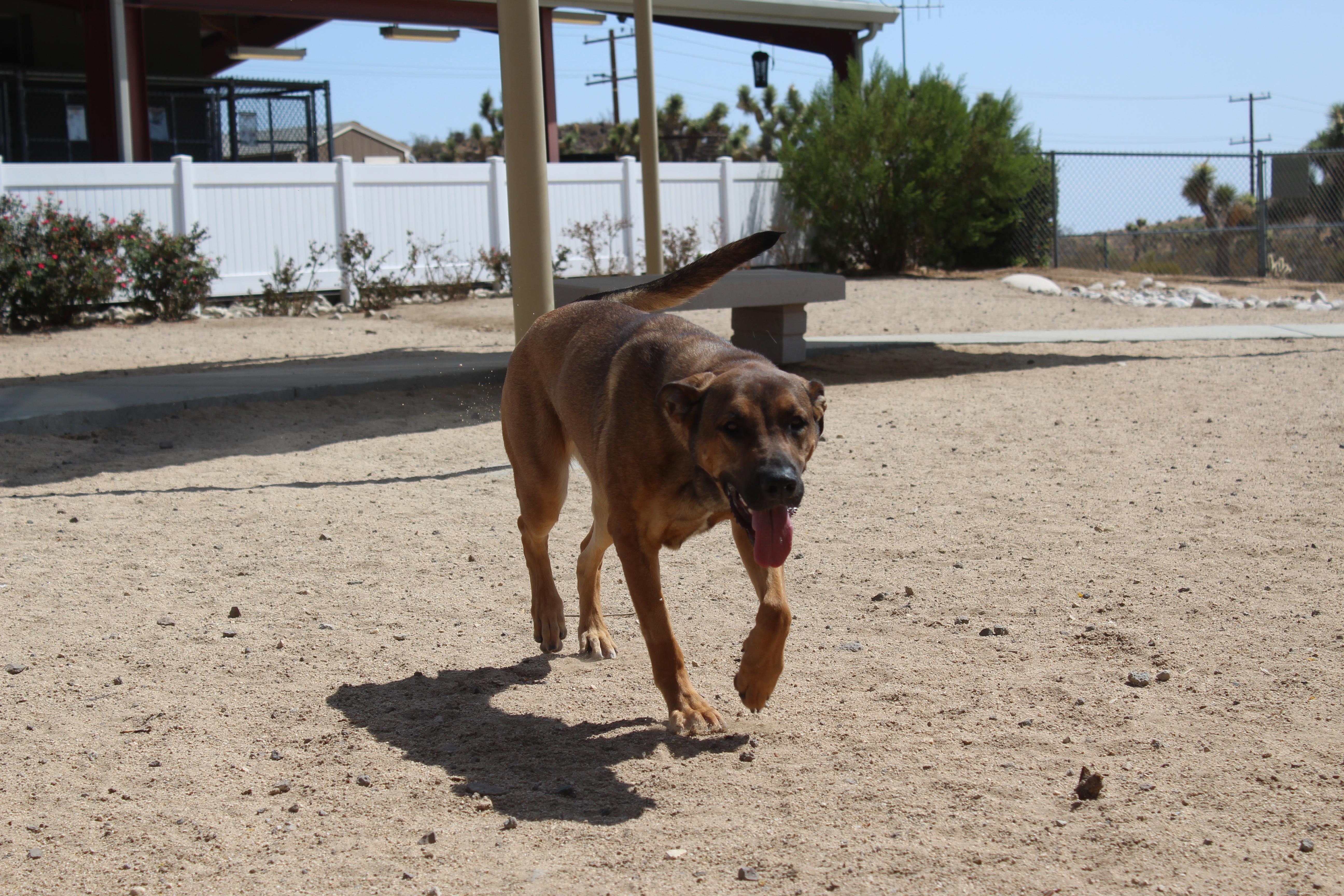 Enlarge Rory, a Adoptable mixed breed in Yucca Valley, CA image 3/6