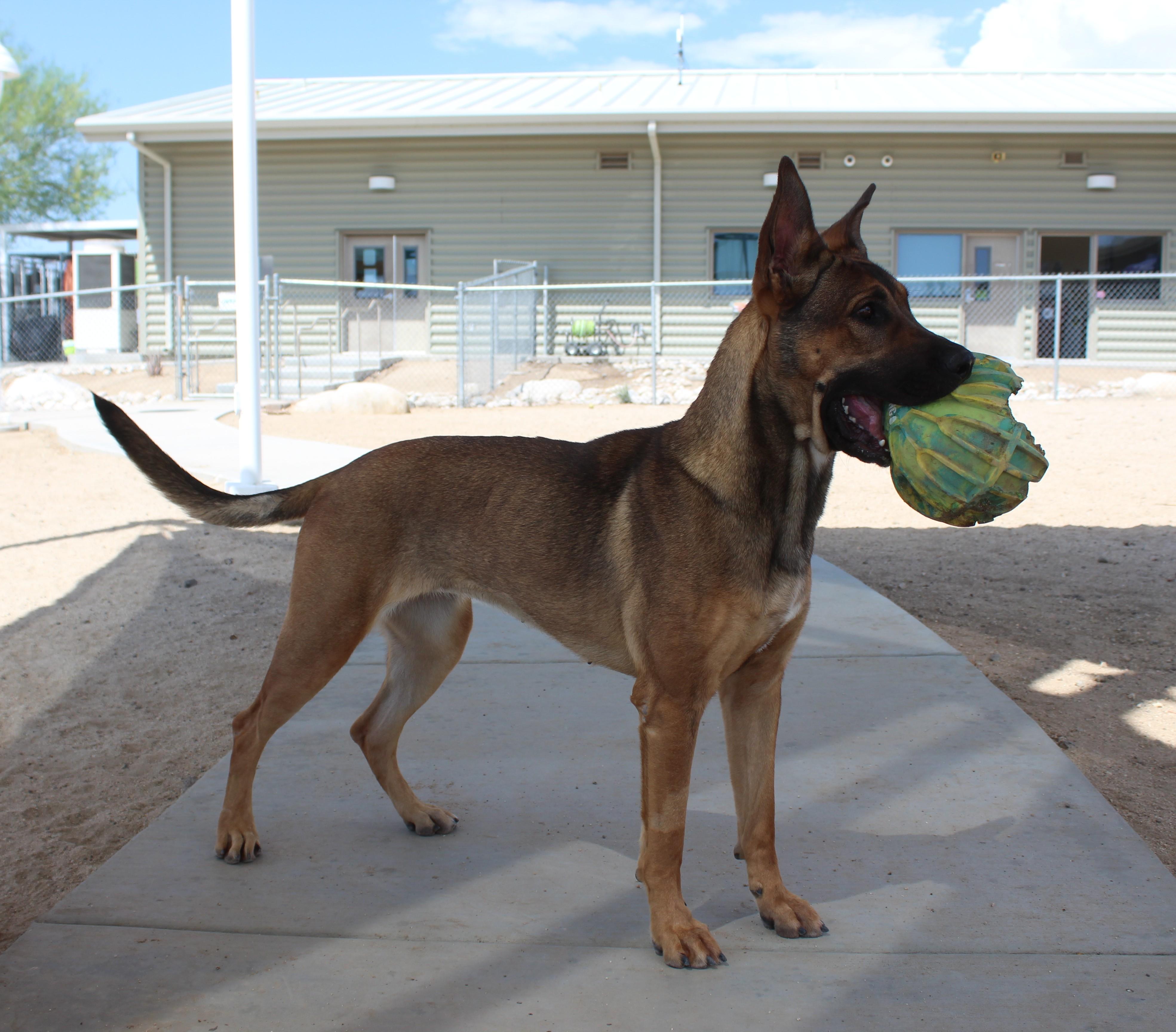 Enlarge Rory, a Adoptable mixed breed in Yucca Valley, CA image 2/6