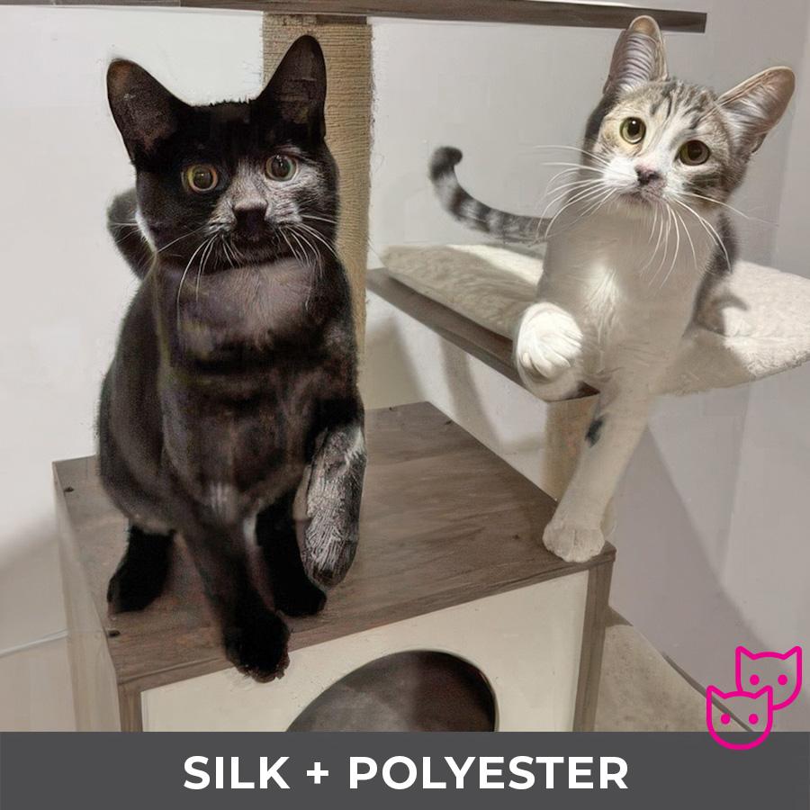 Polyester (bonded with Silk), a Adoptable Domestic Short Hair in Etobicoke, ON image 4/6
