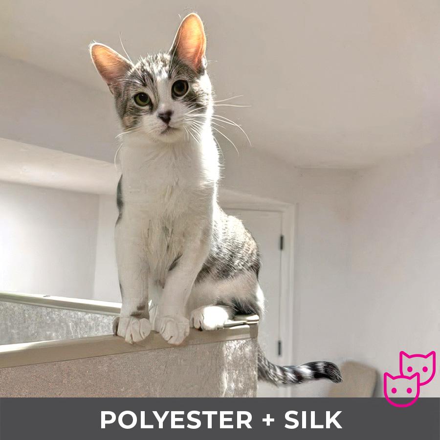 Polyester (bonded with Silk), Adoptable, Kitten Male Domestic Short Hair.