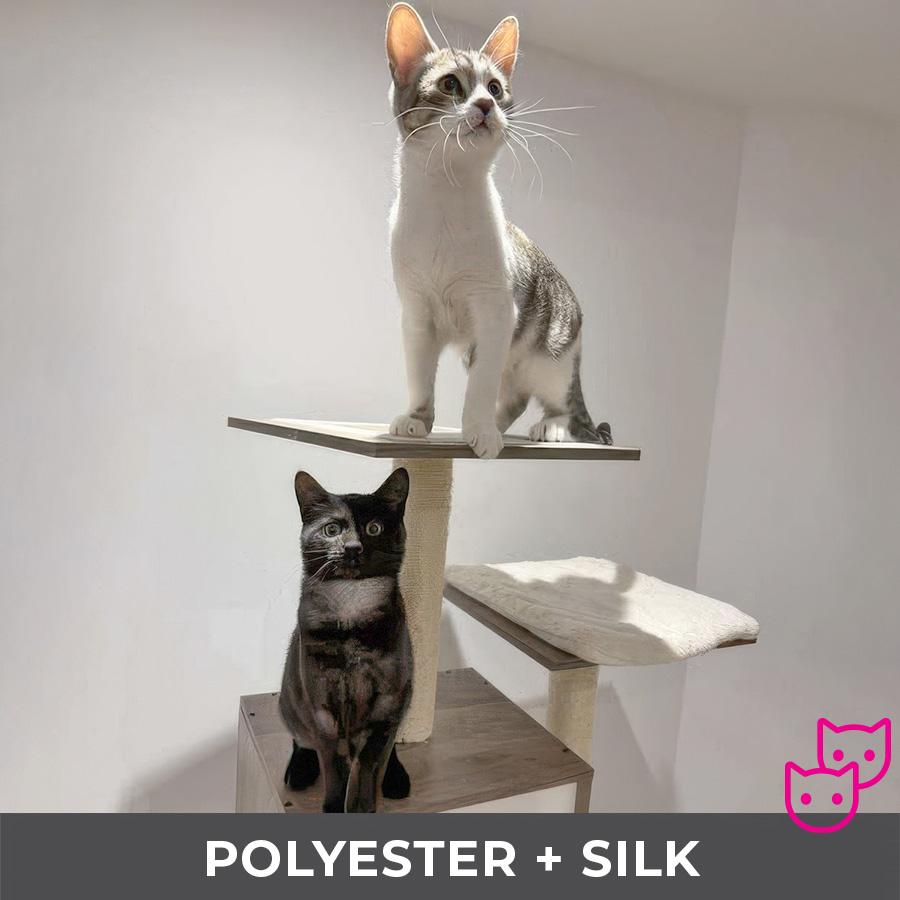 Polyester (bonded with Silk), a Adoptable Domestic Short Hair in Etobicoke, ON image 6/6