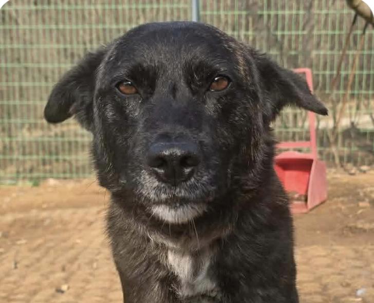 Berry, ADOPTABLE, Adult Male Jindo.