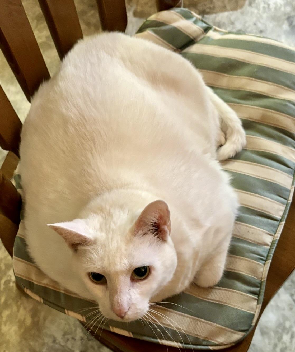 Enlarge Mouse, a Adoptable Domestic Short Hair in BLACK MOUNTAIN, NC image 3/3