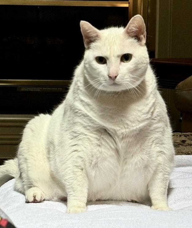 Enlarge Mouse, a Adoptable Domestic Short Hair in BLACK MOUNTAIN, NC image 2/3