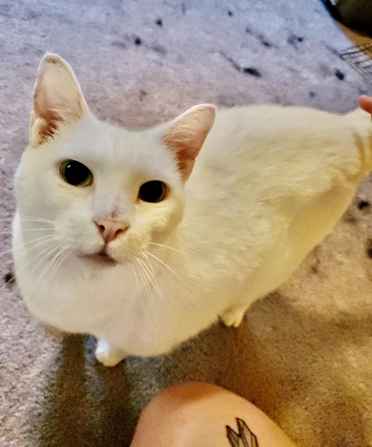 Mouse, Adoptable, Senior Female Domestic Short Hair.
