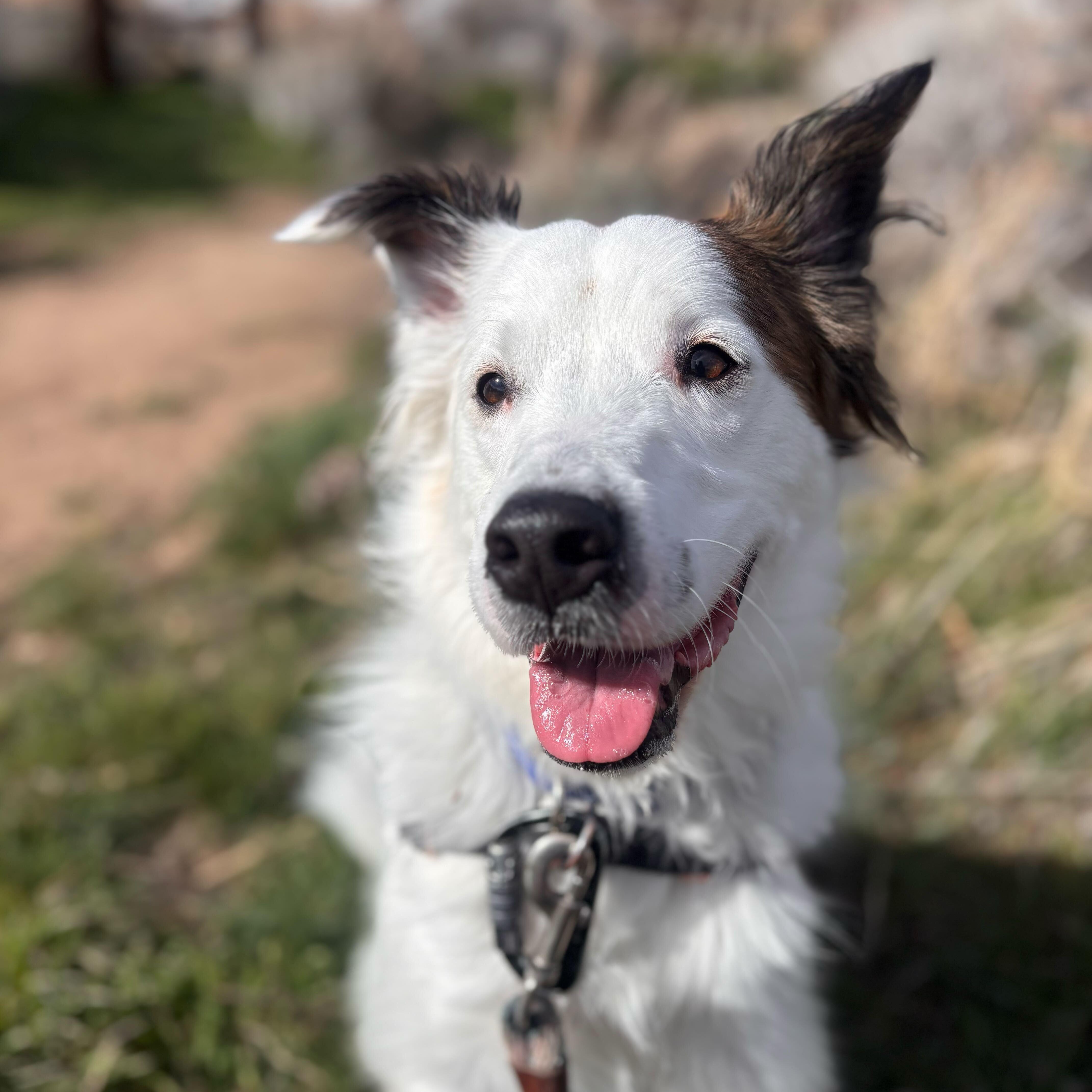 Enlarge Doug, a Adoptable mixed breed in Washoe Valley, NV image 2/2