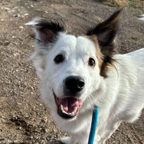 Doug, Adoptable, Young Male Australian Shepherd.
