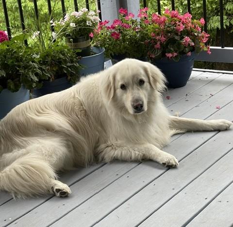 Rhiannon, ADOPTABLE, Senior Female Great Pyrenees.