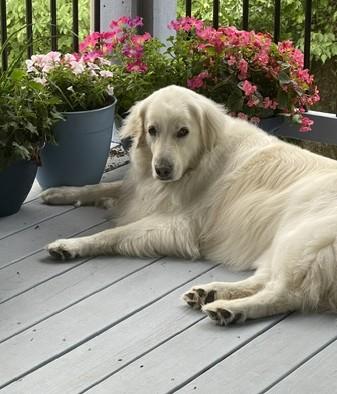 Enlarge Rhiannon, a ADOPTABLE mixed breed in Bella Vista , AR image 3/6