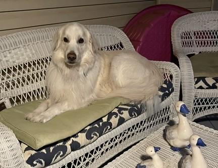 Enlarge Rhiannon, a ADOPTABLE mixed breed in Bella Vista , AR image 2/6