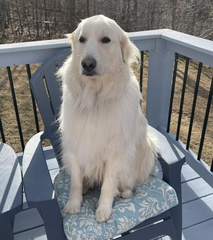 Enlarge Rhiannon, a ADOPTABLE mixed breed in Bella Vista , AR image 5/6