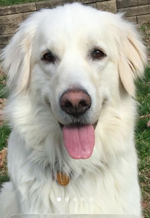 Enlarge Rhiannon, a ADOPTABLE mixed breed in Bella Vista , AR image 6/6