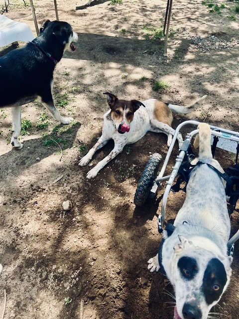 Rusty, a Adoptable mixed breed in Central Islip, NY image 2/6