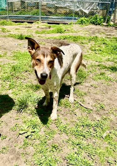 Rusty, a Adoptable mixed breed in Central Islip, NY image 3/6