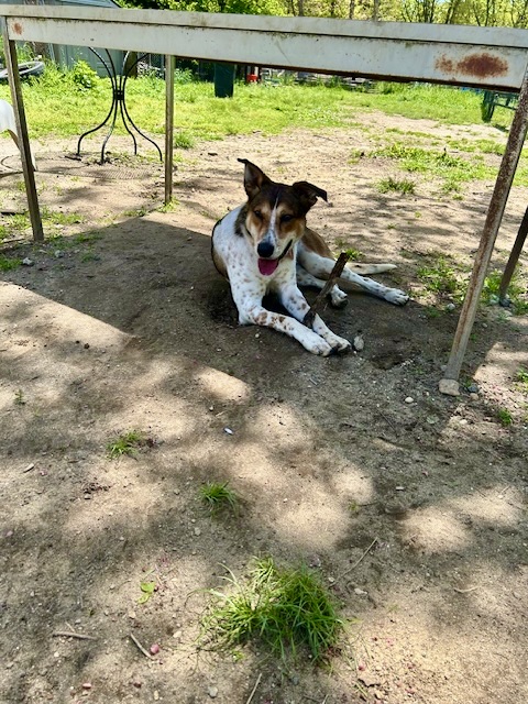 Rusty, a Adoptable mixed breed in Central Islip, NY image 4/6