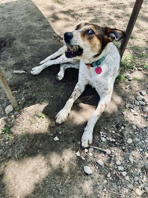Rusty, a Adoptable mixed breed in Central Islip, NY image 5/6