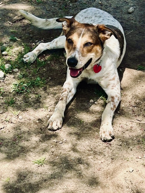 Rusty, Adoptable, Young Male Terrier & Pointer.