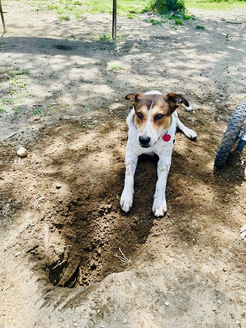 Rusty, a Adoptable mixed breed in Central Islip, NY image 6/6