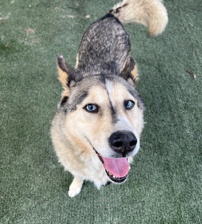 Enlarge Cali , a ADOPTABLE mixed breed in Camarillo, CA image 4/6