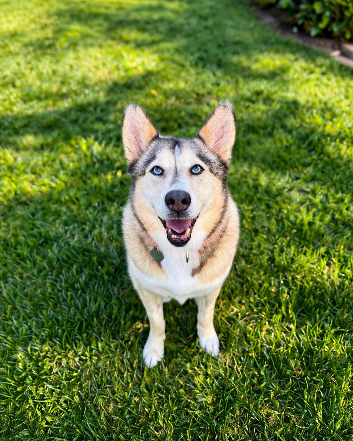 Enlarge Cali , a ADOPTABLE mixed breed in Camarillo, CA image 1/6