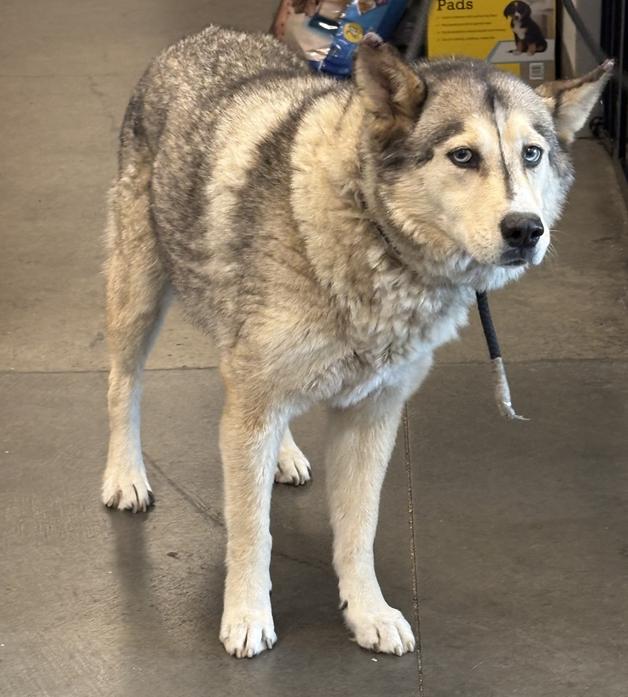 Enlarge Cali , a ADOPTABLE mixed breed in Camarillo, CA image 5/6