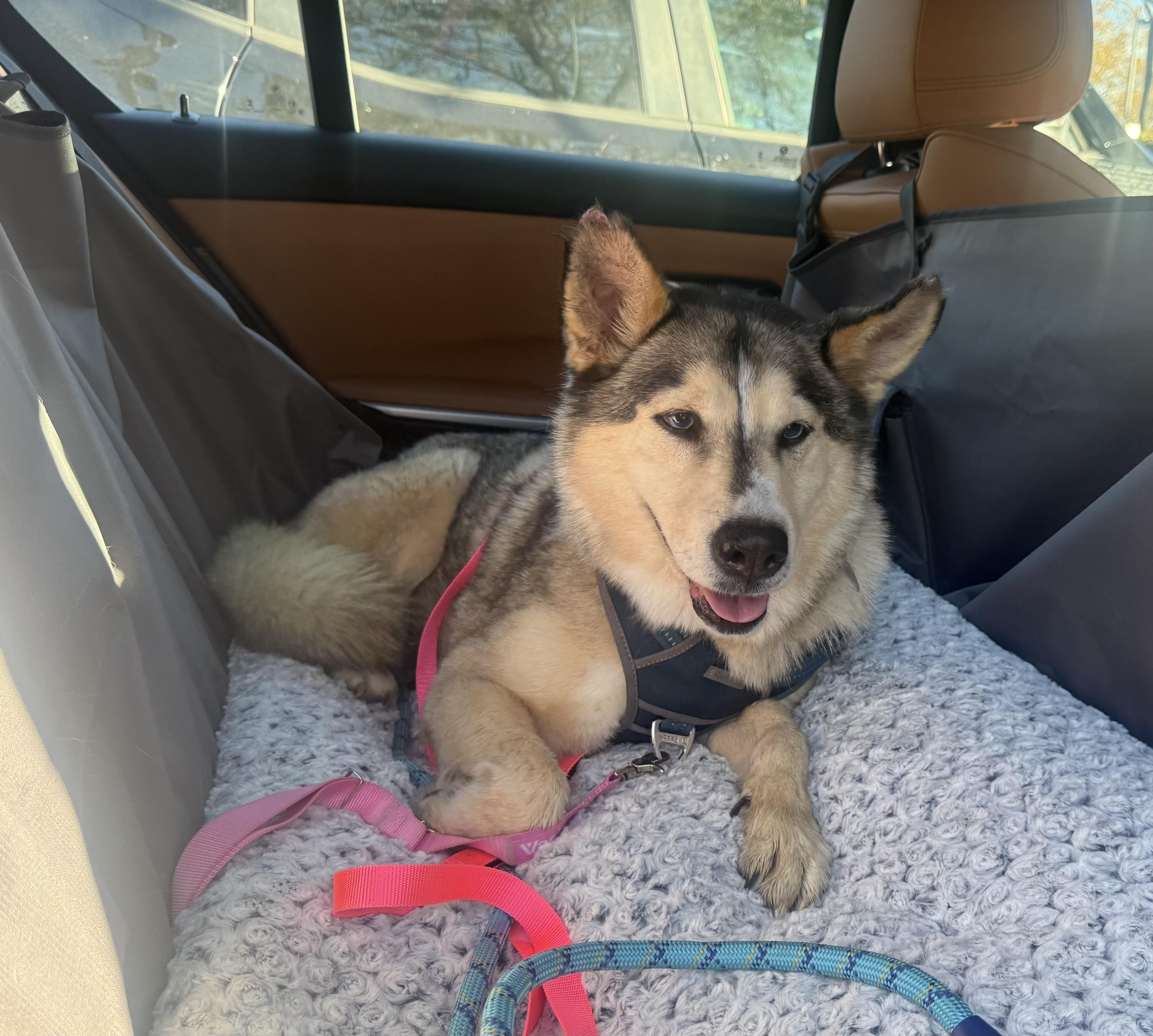 Enlarge Cali , a ADOPTABLE mixed breed in Camarillo, CA image 2/6