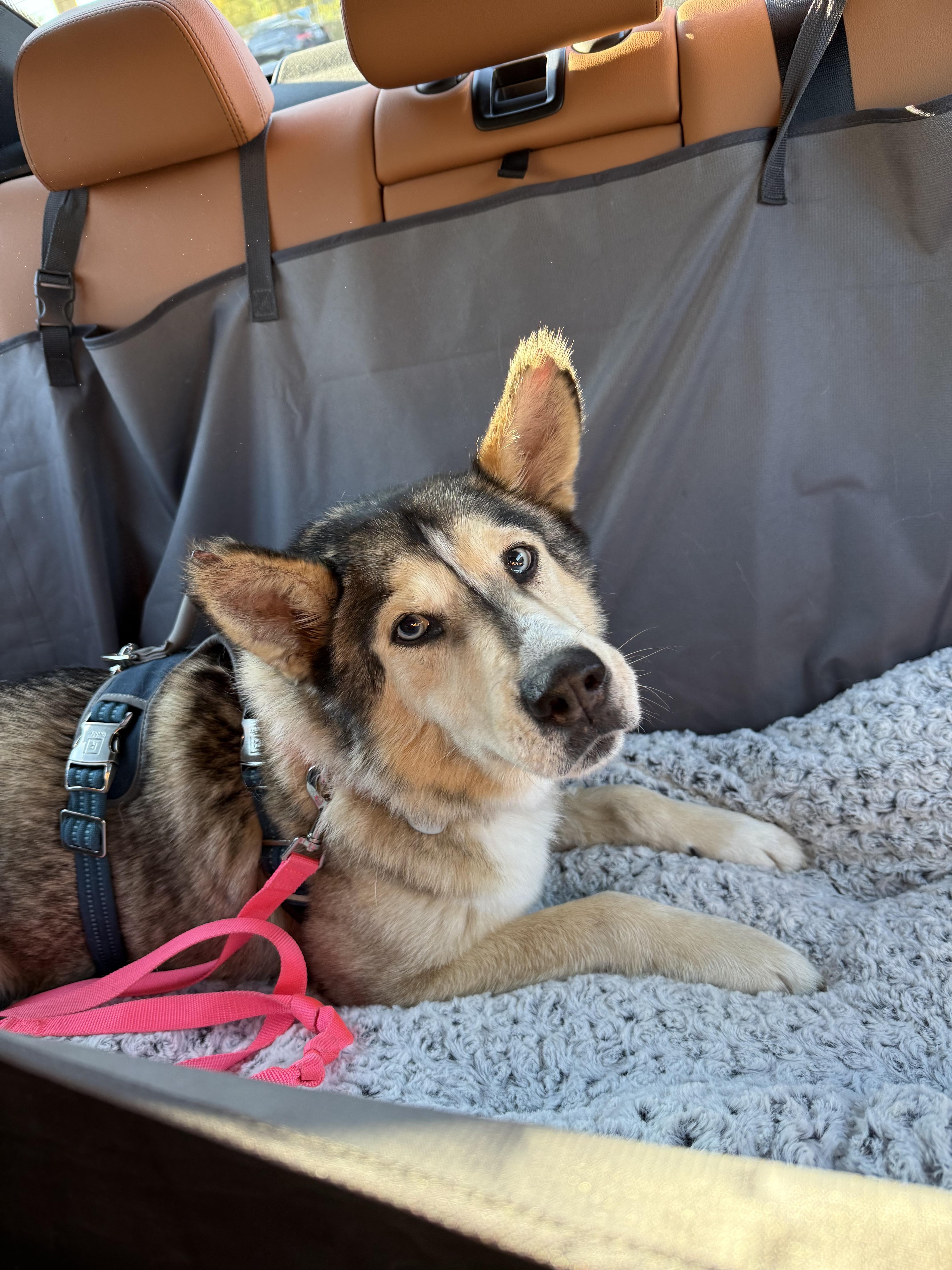 Enlarge Cali , a ADOPTABLE mixed breed in Camarillo, CA image 3/6