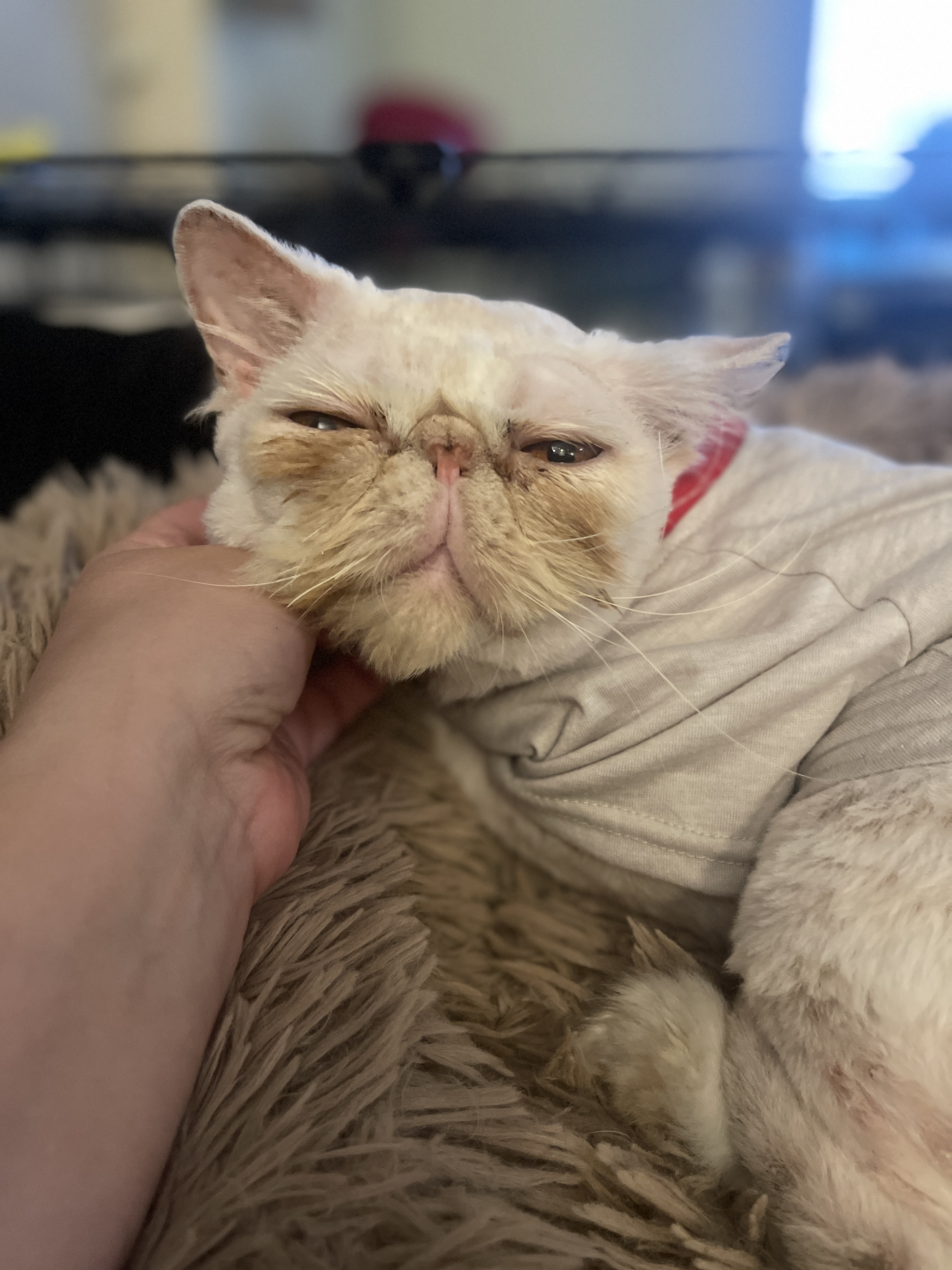 Enlarge Butterscotch 1118, an adoptable Persian in West Bloomfield, MI image 5/5