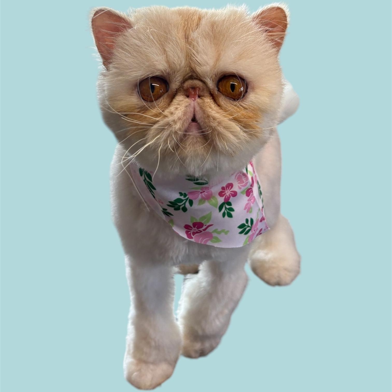 Enlarge Butterscotch 1118, an adoptable Persian in West Bloomfield, MI image 2/5