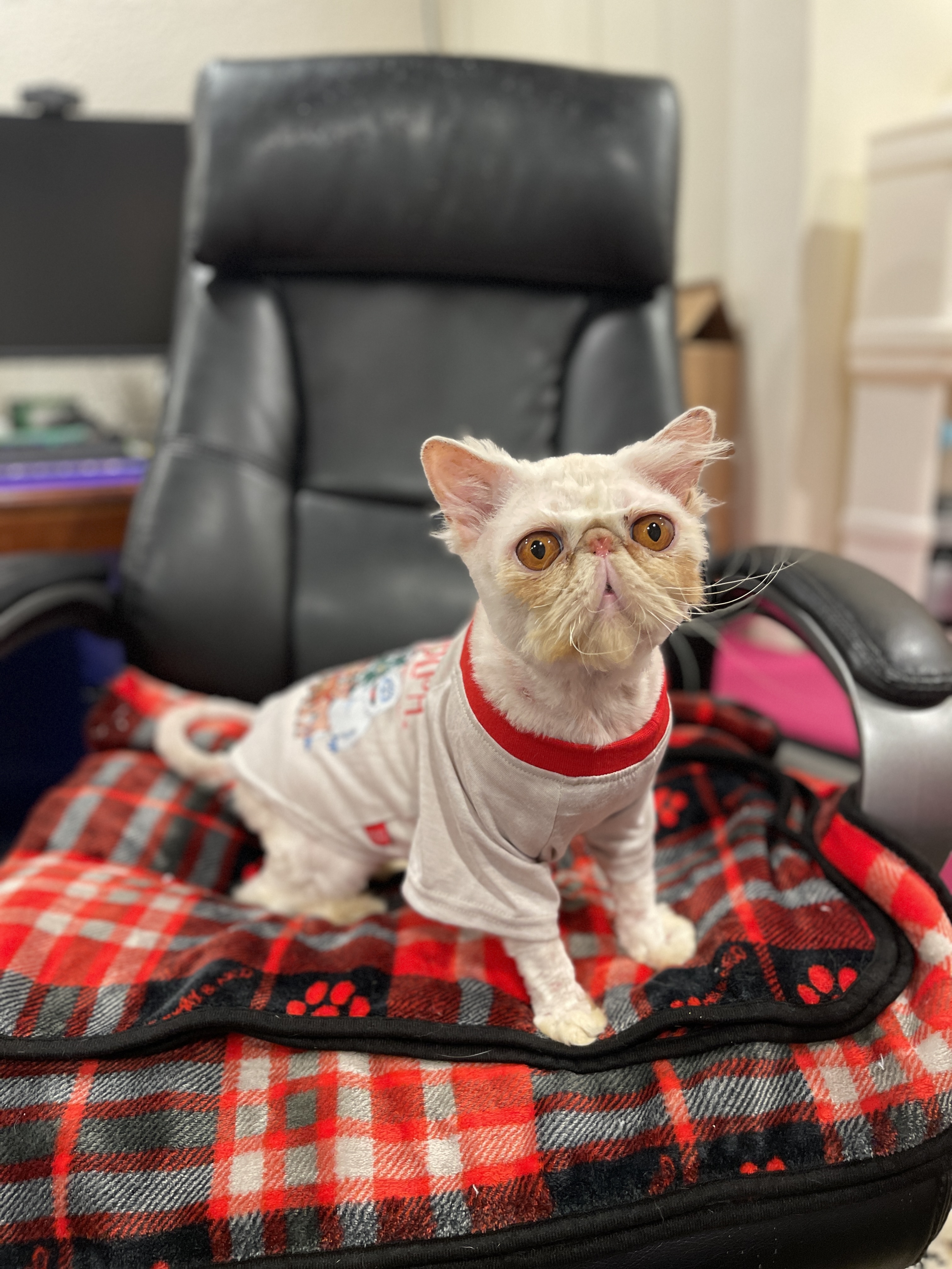 Enlarge Butterscotch 1118, an adoptable Persian in West Bloomfield, MI image 4/5