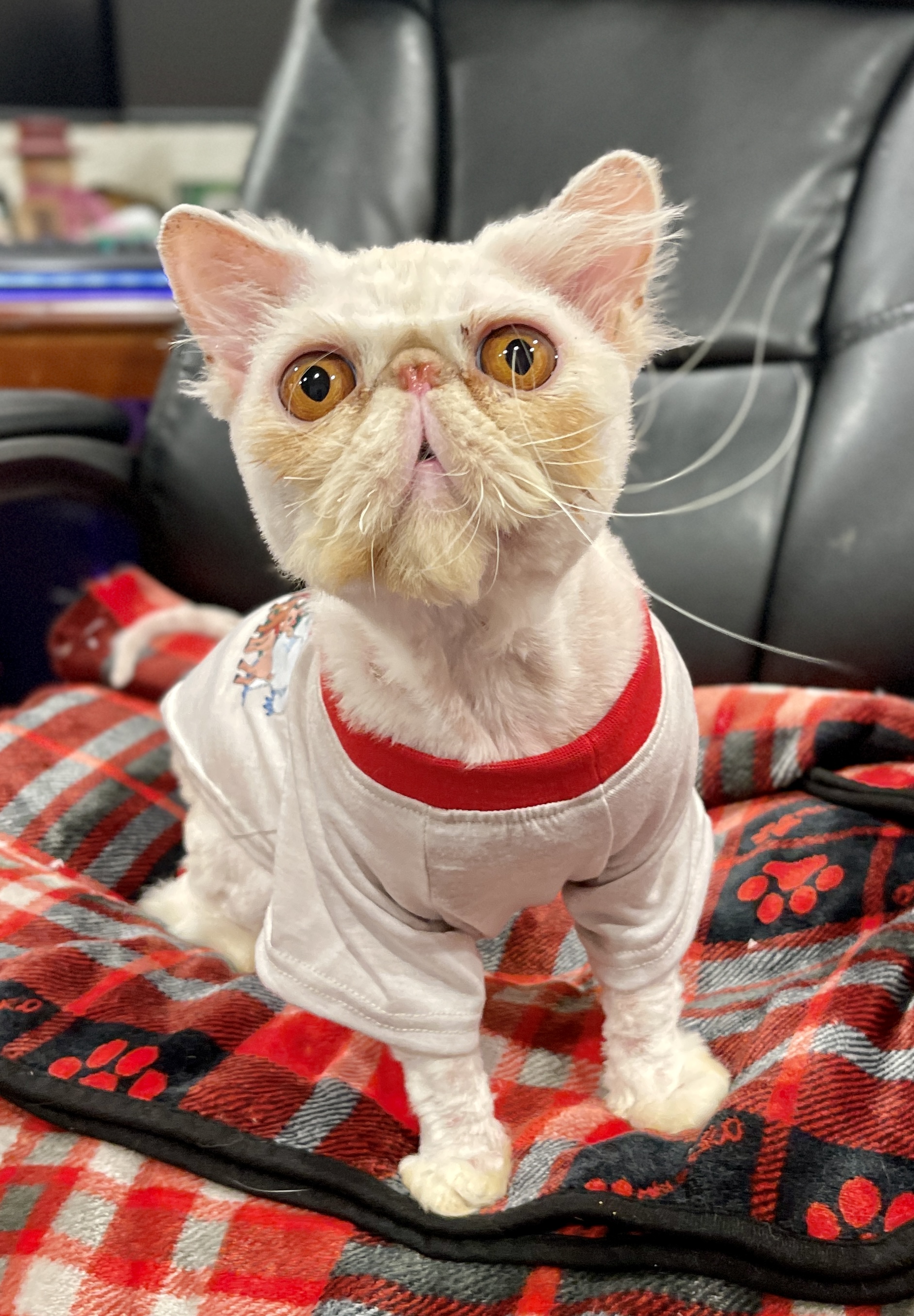 Enlarge Butterscotch 1118, an adoptable Persian in West Bloomfield, MI image 3/5