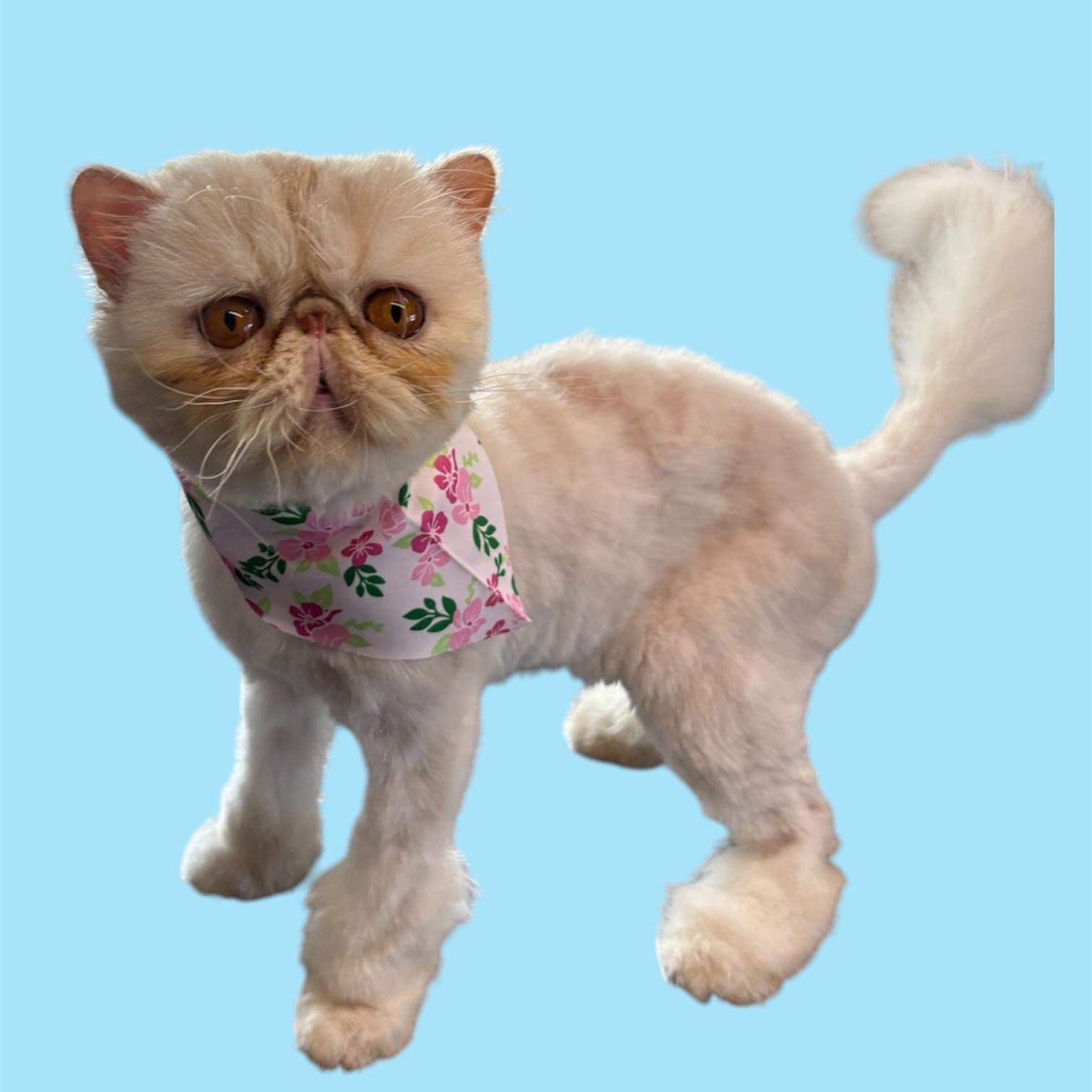 Butterscotch 1118, adoptable, Adult Male Persian.