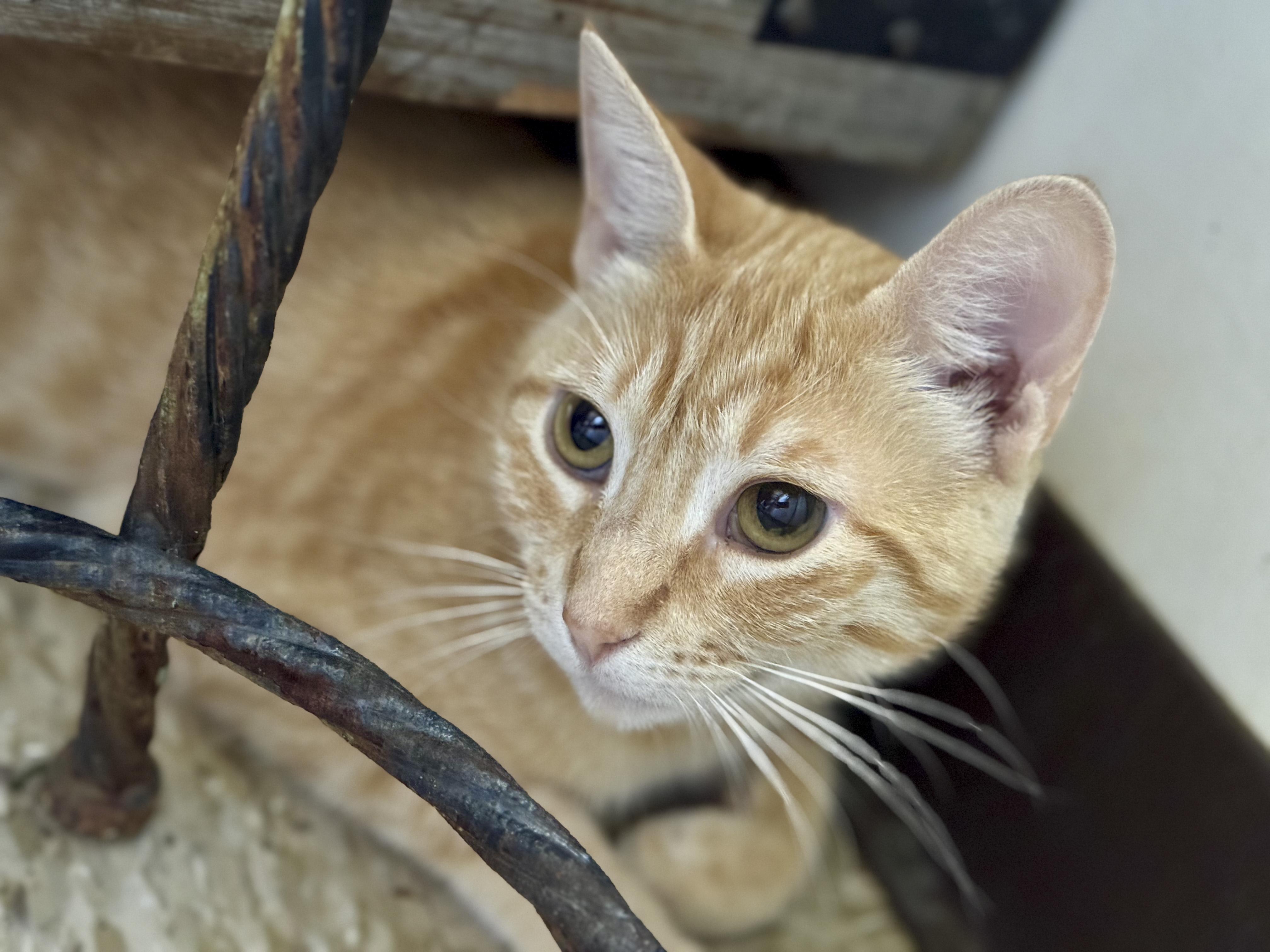 Greta, a Adoptable mixed breed in Vallejo, CA image 1/6