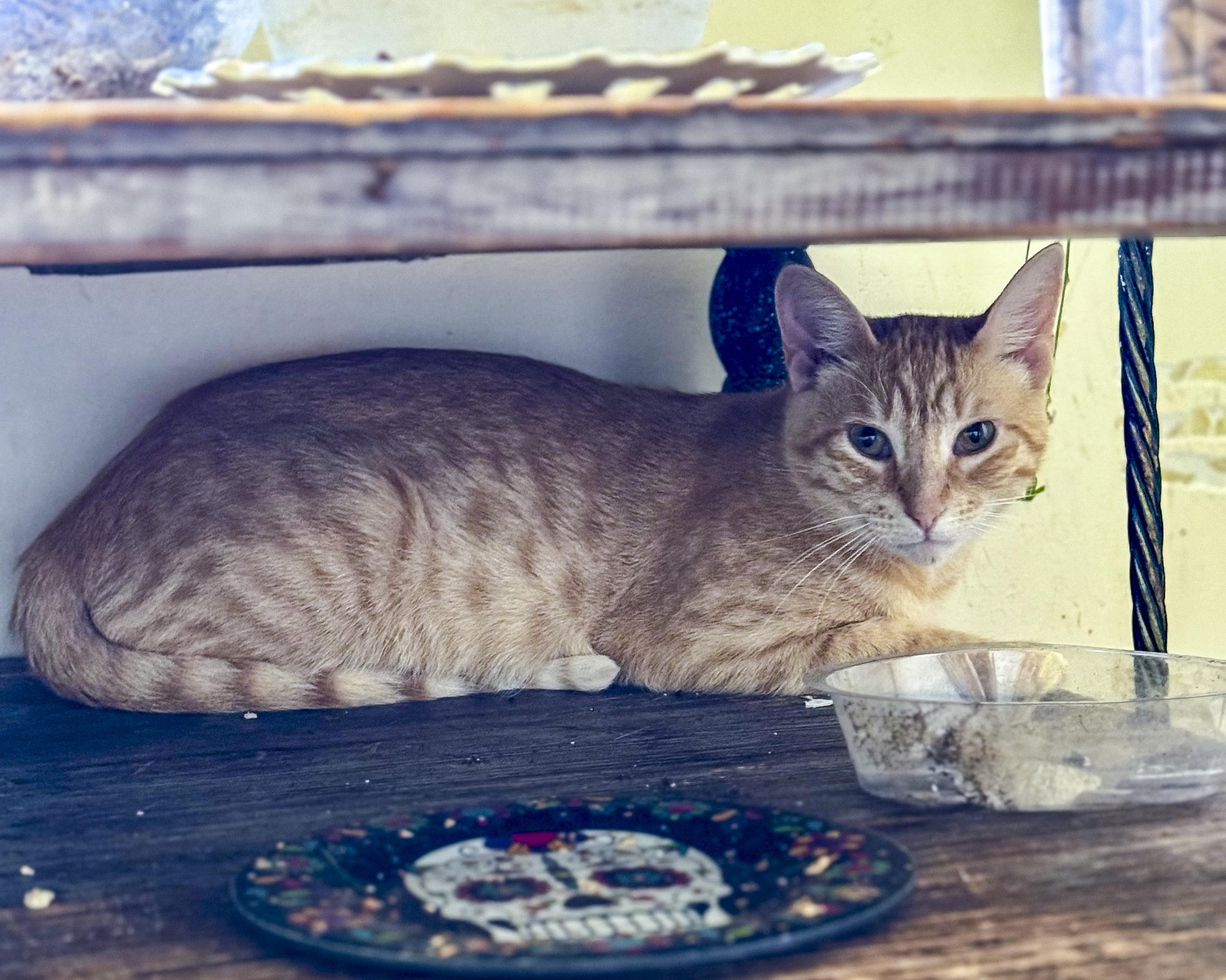 Greta, a Adoptable mixed breed in Vallejo, CA image 5/6