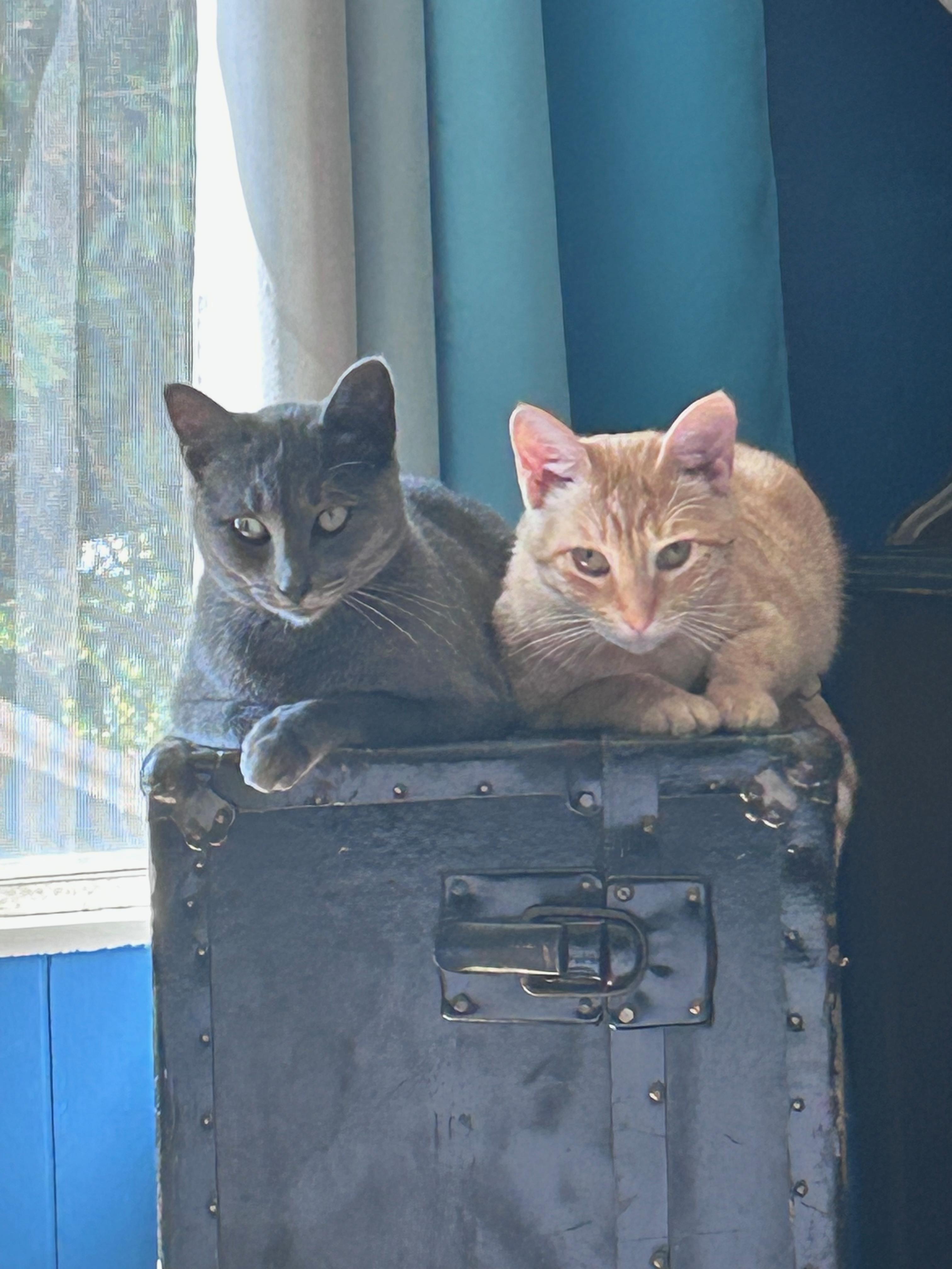 Greta, a Adoptable mixed breed in Vallejo, CA image 3/6