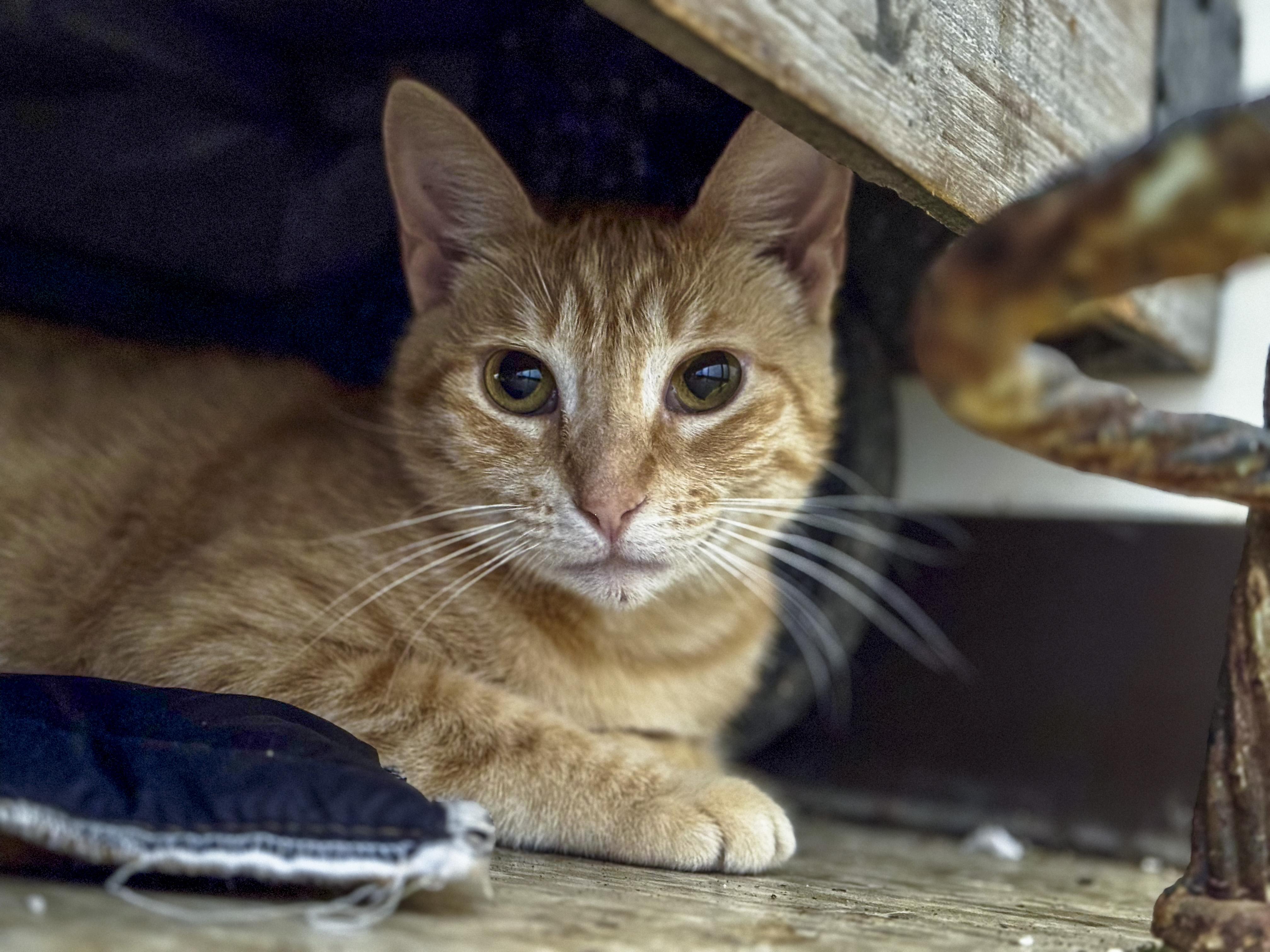 Greta, a Adoptable mixed breed in Vallejo, CA image 2/6