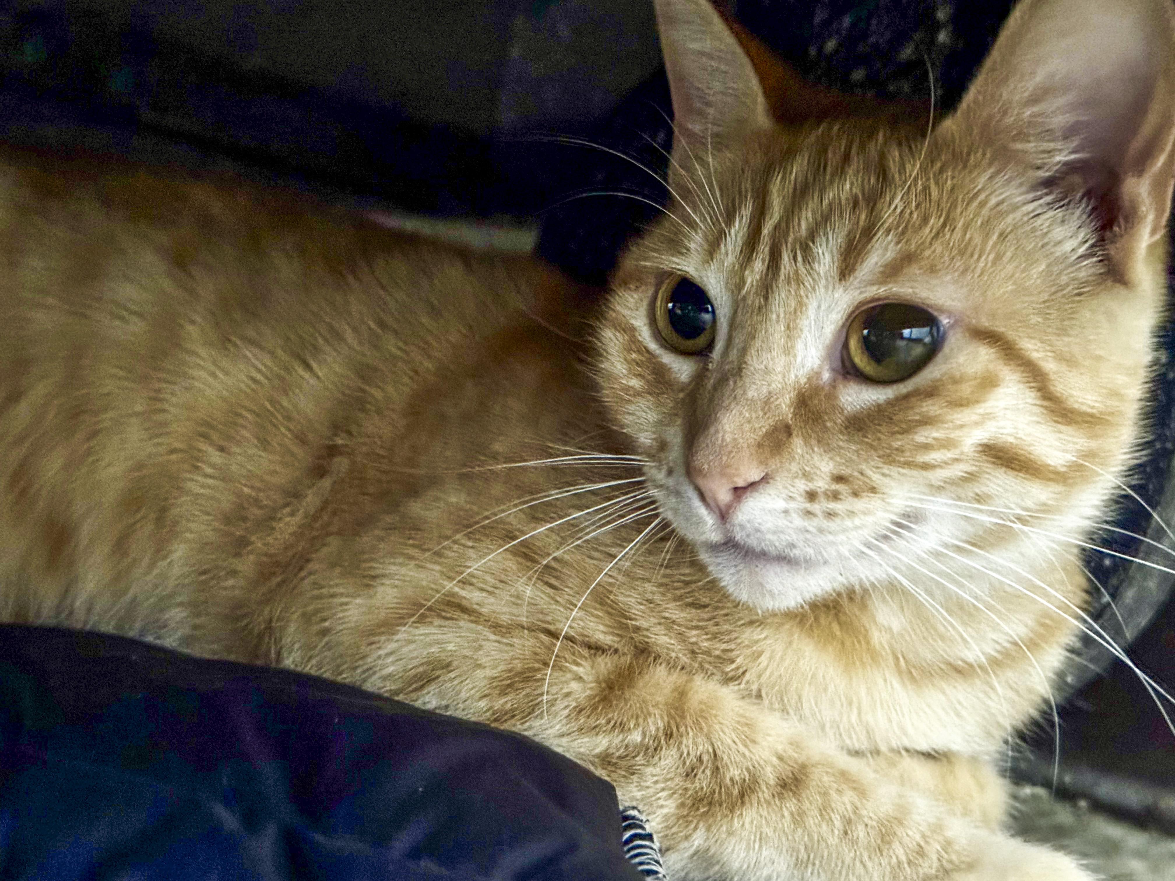 Greta, a Adoptable mixed breed in Vallejo, CA image 6/6