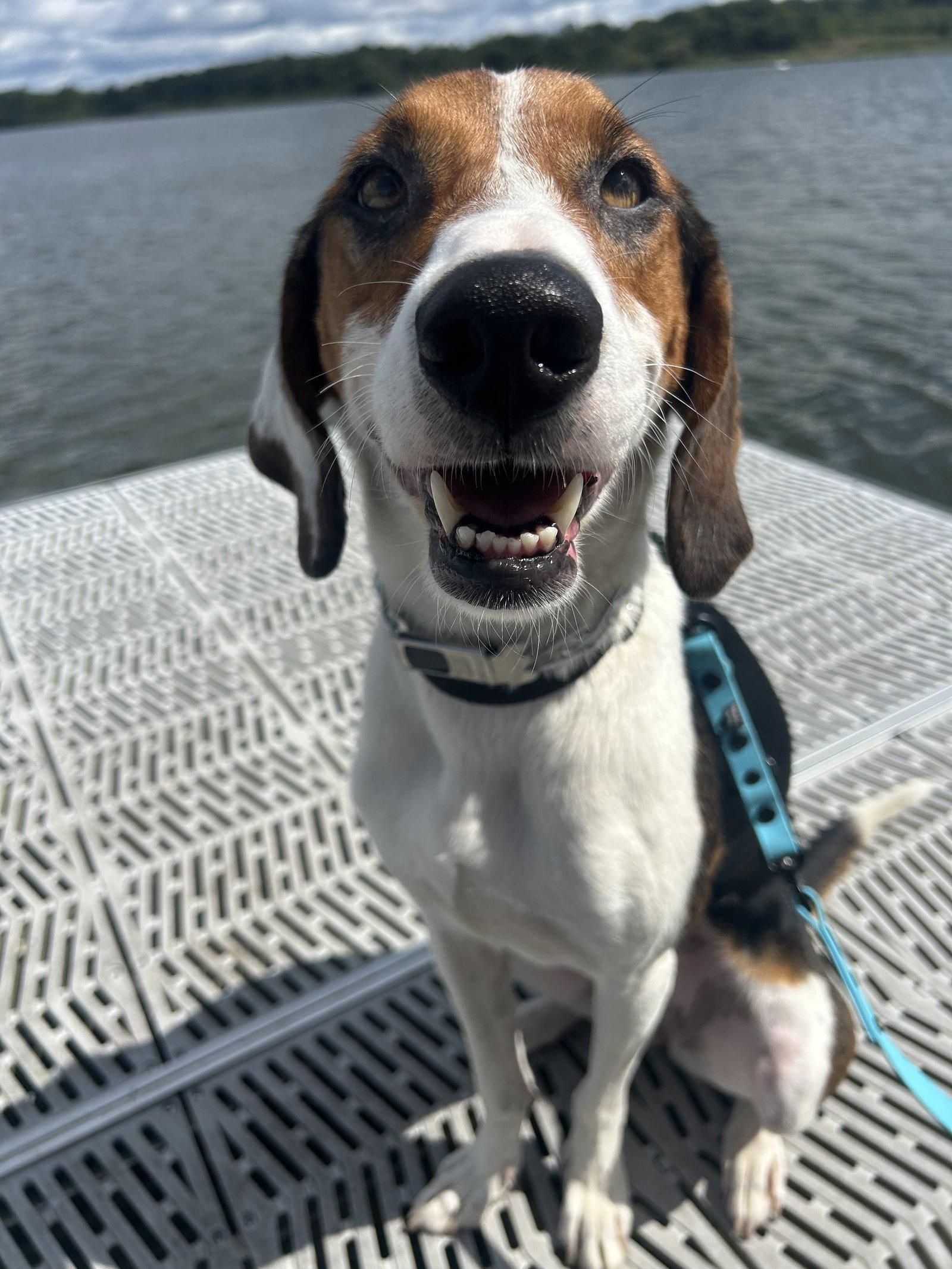 Lila, Adopted, Adult Female Treeing Walker Coonhound & Australian Shepherd.