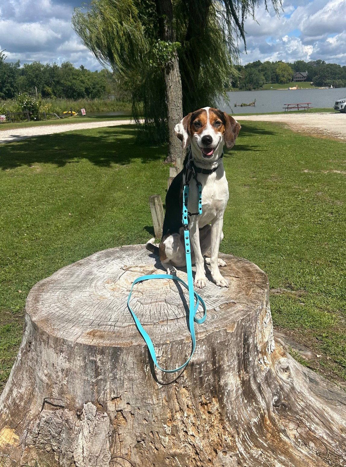Lila, a Adopted mixed breed in Island Lake, IL image 2/3