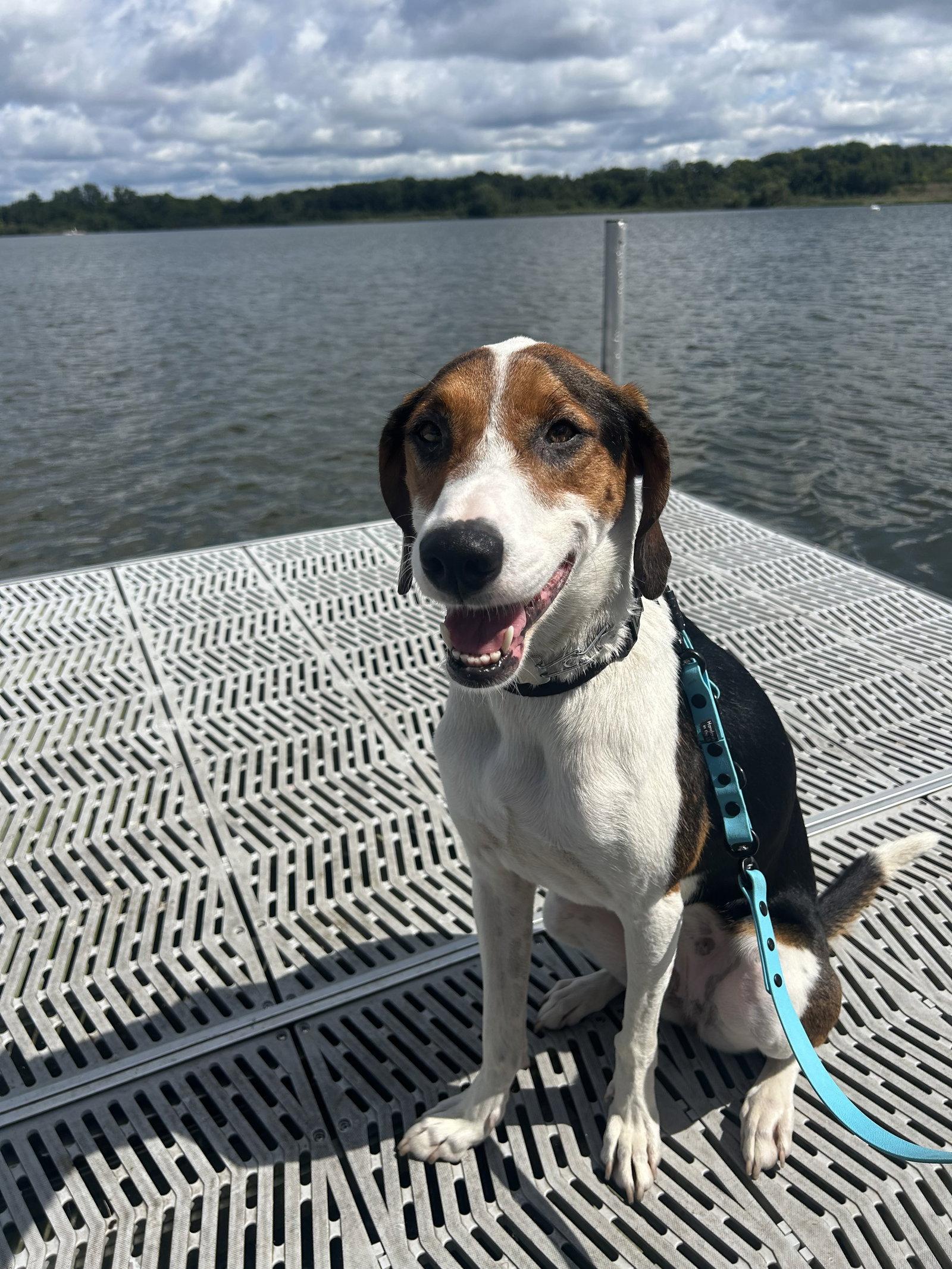 Lila, a Adopted mixed breed in Island Lake, IL image 3/3